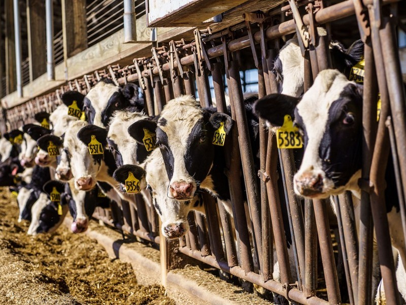 dairy-milk-processors